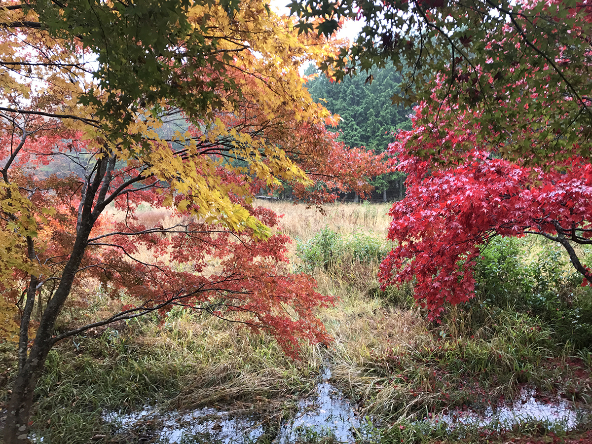 タカドヤ湿地 もみじまつり