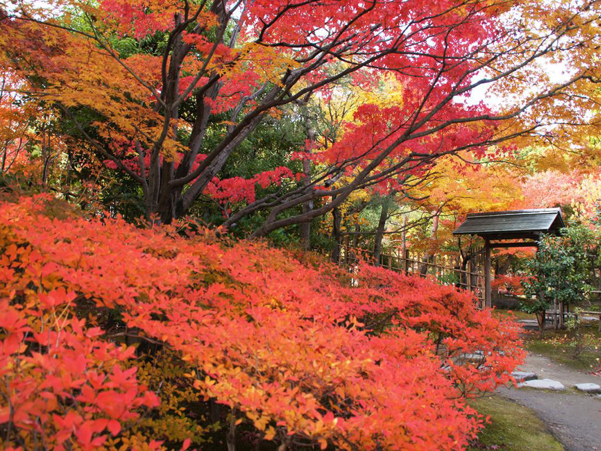 白鸟庭园 “观枫会 红叶茶会”