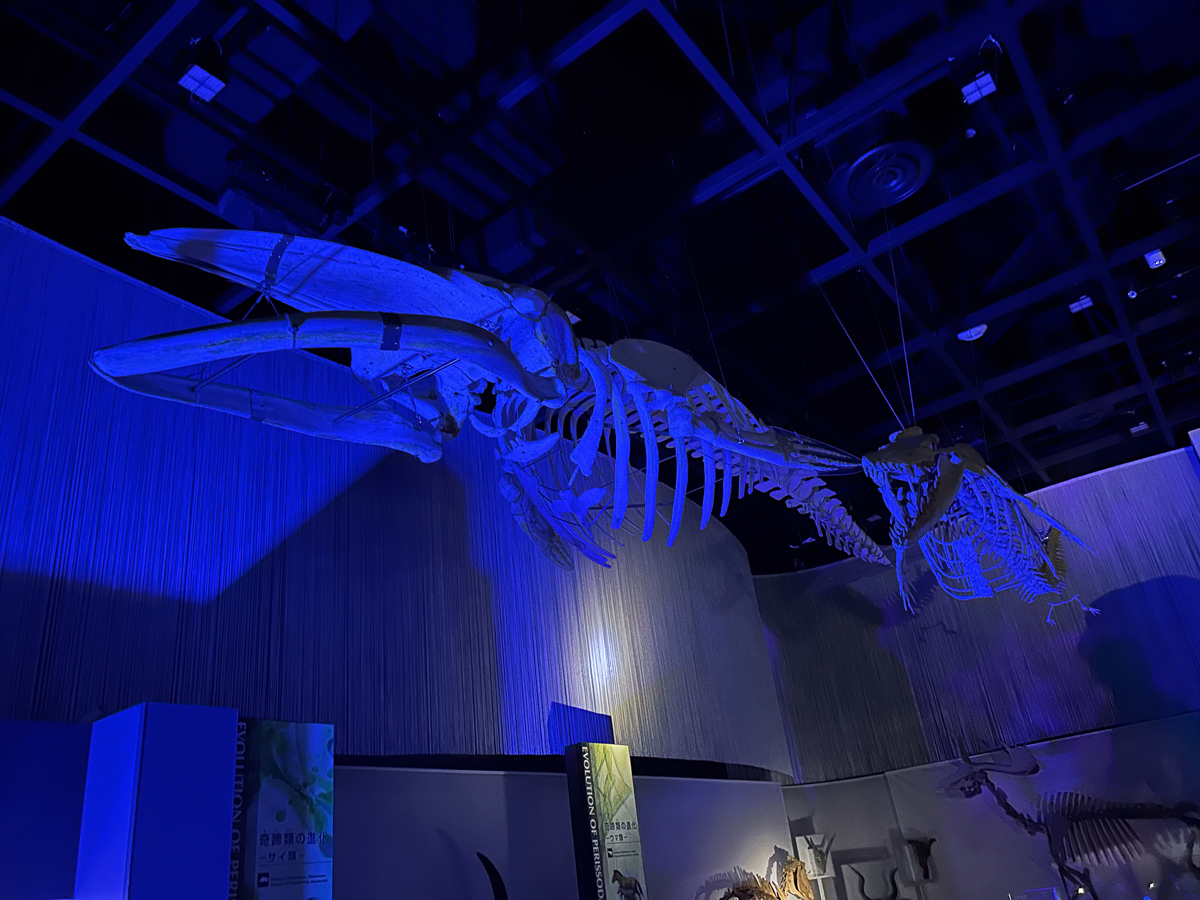 Non Hoi Park Night Zoo