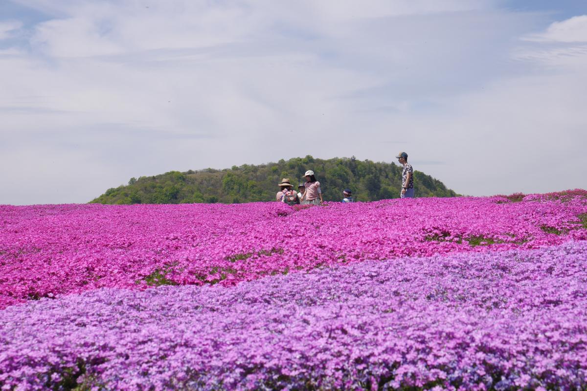 茶臼山高原芝桜まつり