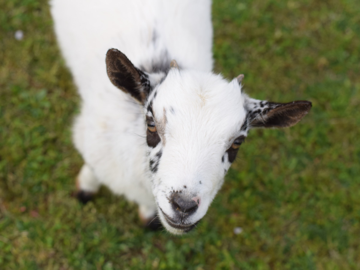 ふれあい牧場　高原ハウス