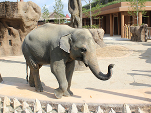 สวนสัตว์และสวนพฤกษศาสตร์ฮิกาชิยามะ  และฮิกาชิยามะ สกาย ทาวเวอร์