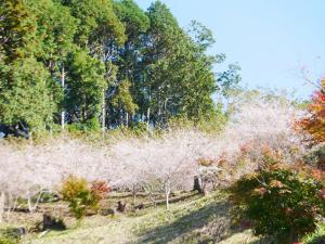 小原四季樱节小原四季樱节