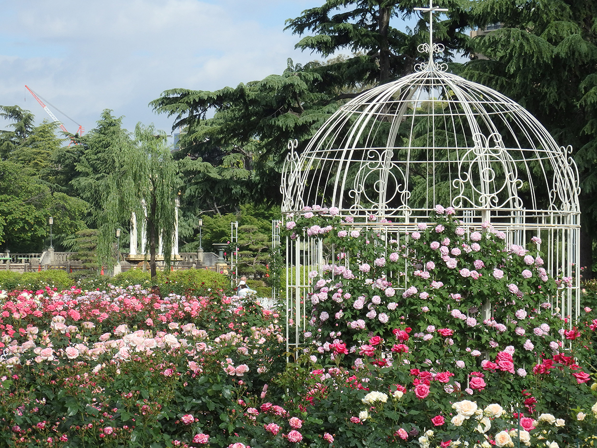 RoseFestival　ハナショウブまつり