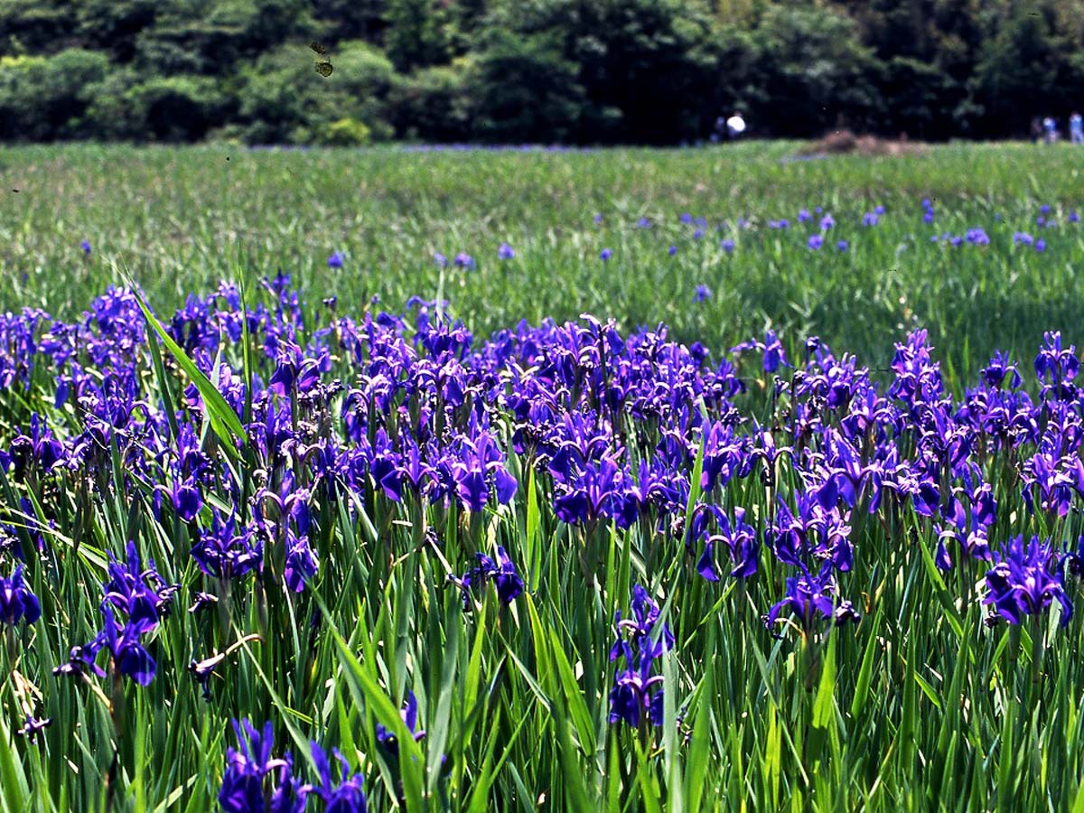 小堤西池のカキツバタ群落