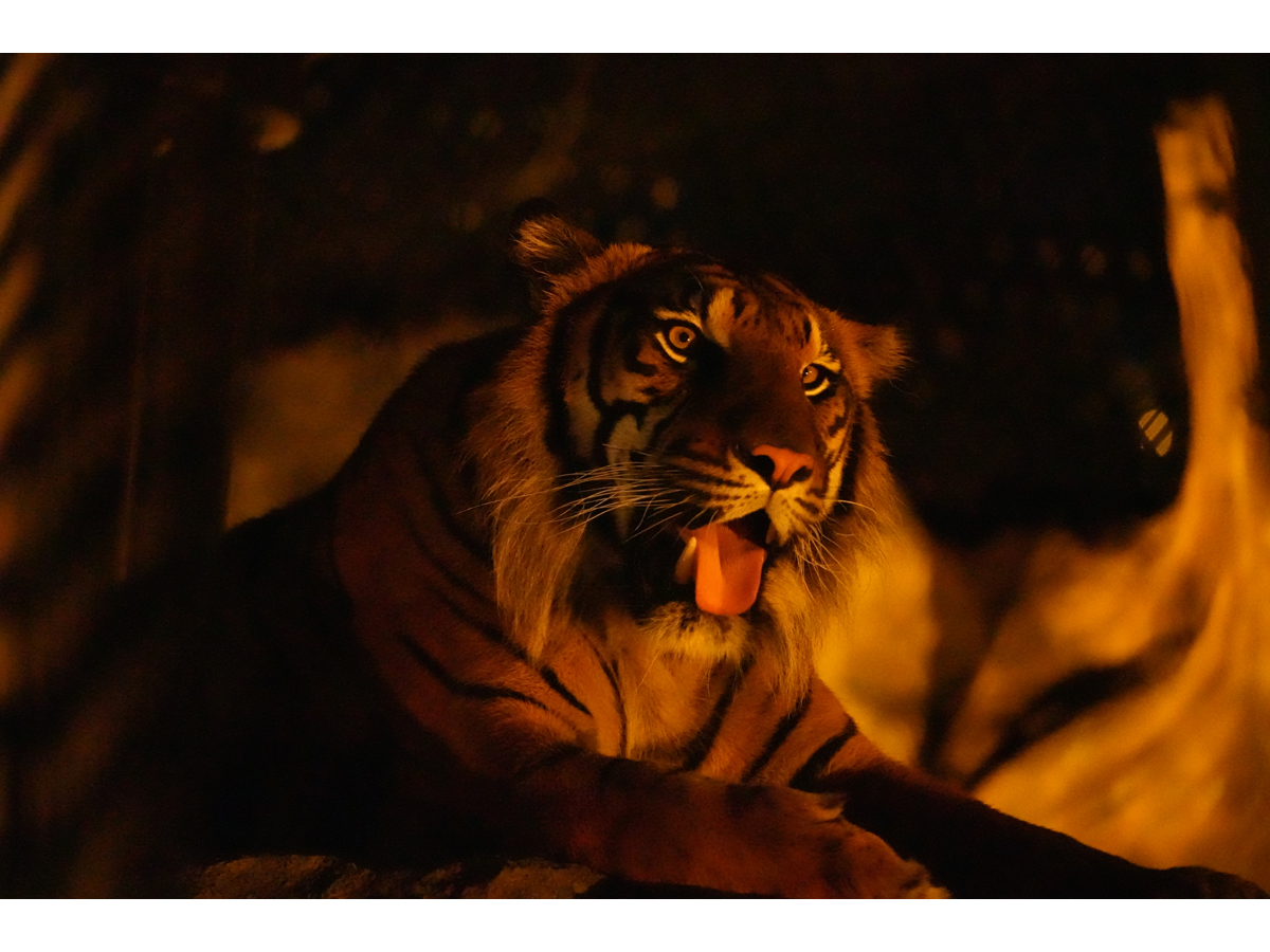 Night Zoo & Garden at Higashiyama Zoo and Botanical Gardens