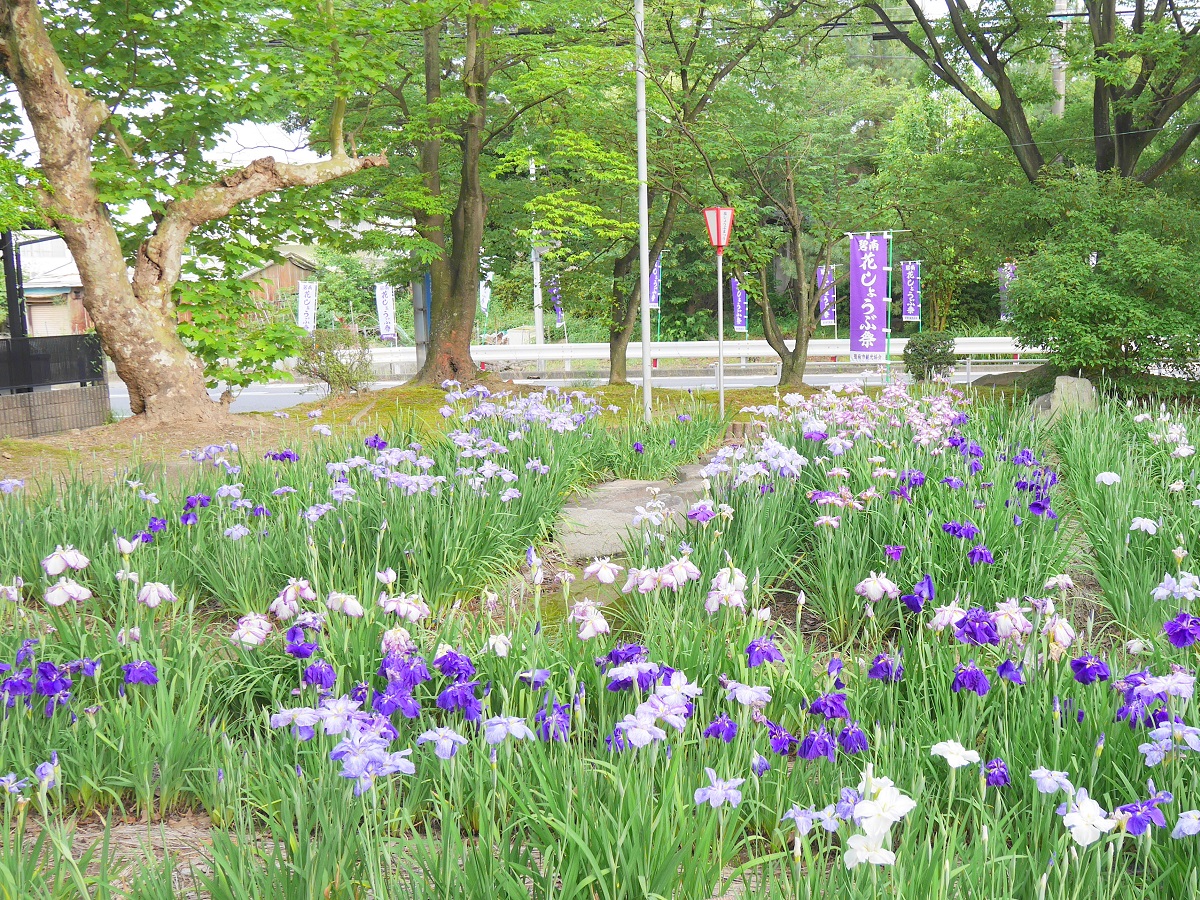 碧南市　花しょうぶまつり