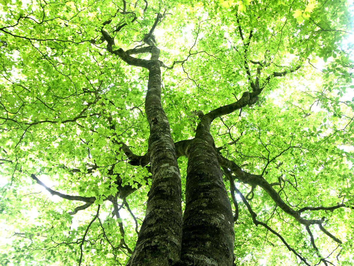 道の駅したら鮎まつり