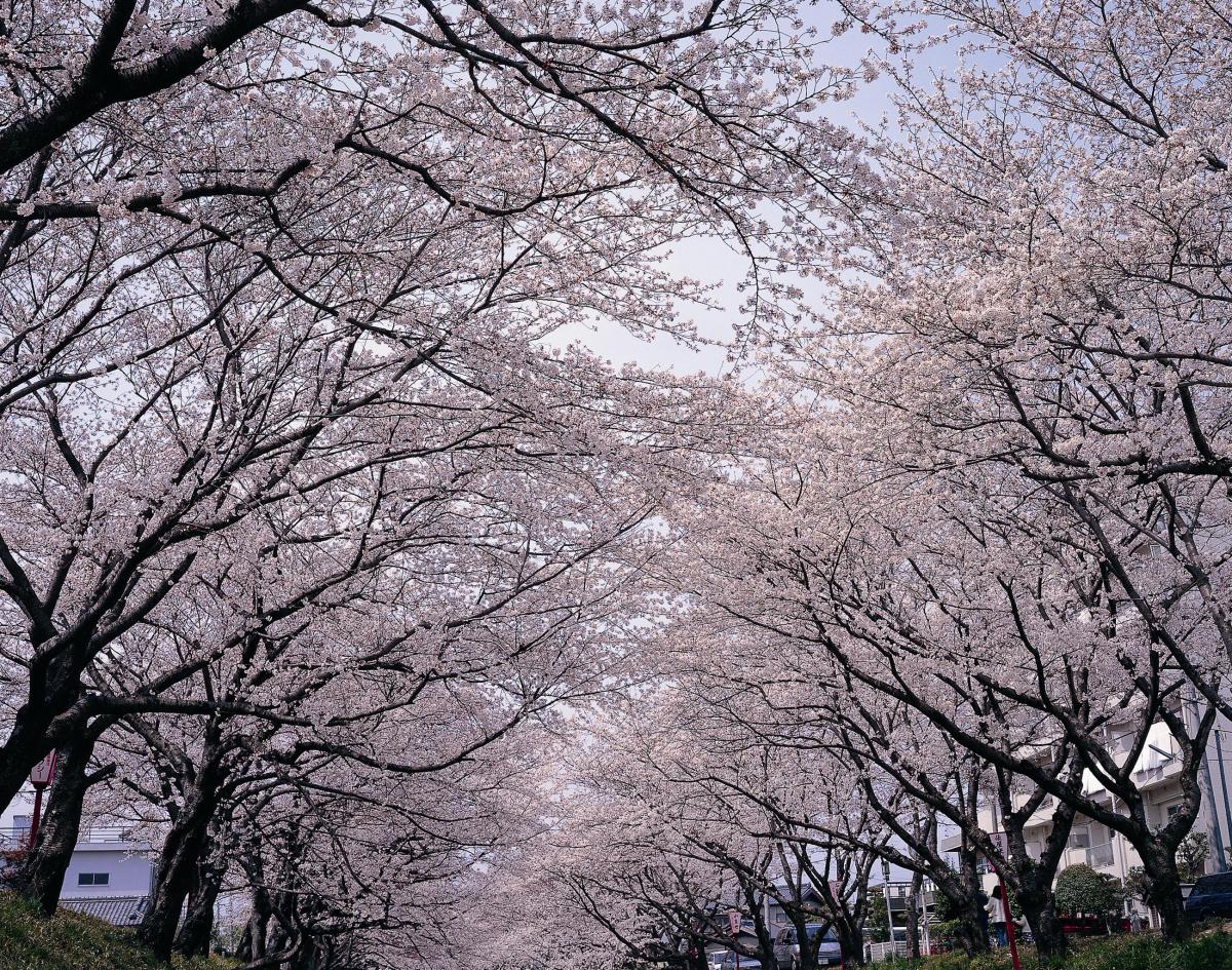 冈崎的樱花节