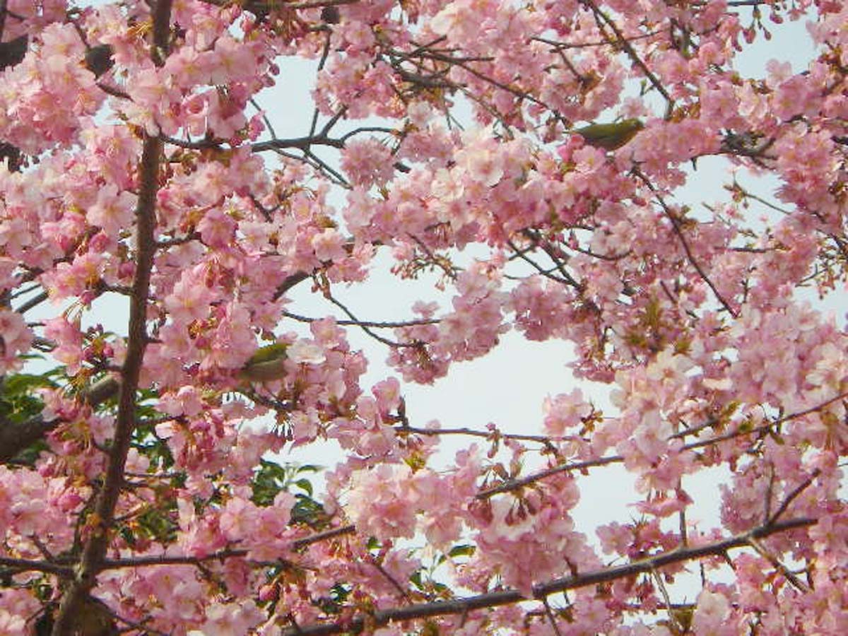 Agricultural Park and Toda River Greenery Park: Spring Story