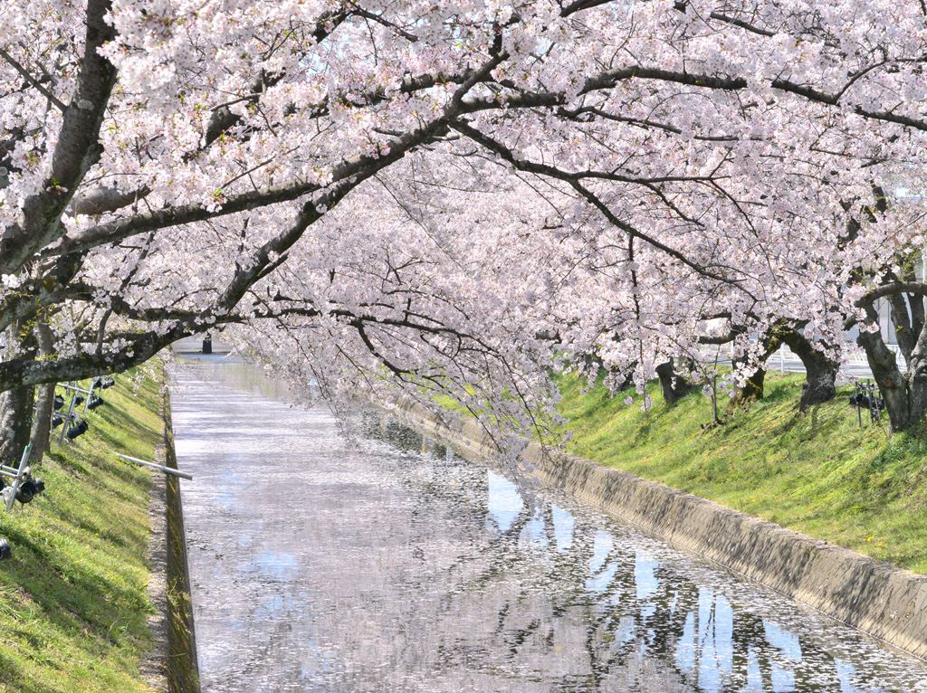 大口町 桜まつり及び桜ライトアップ