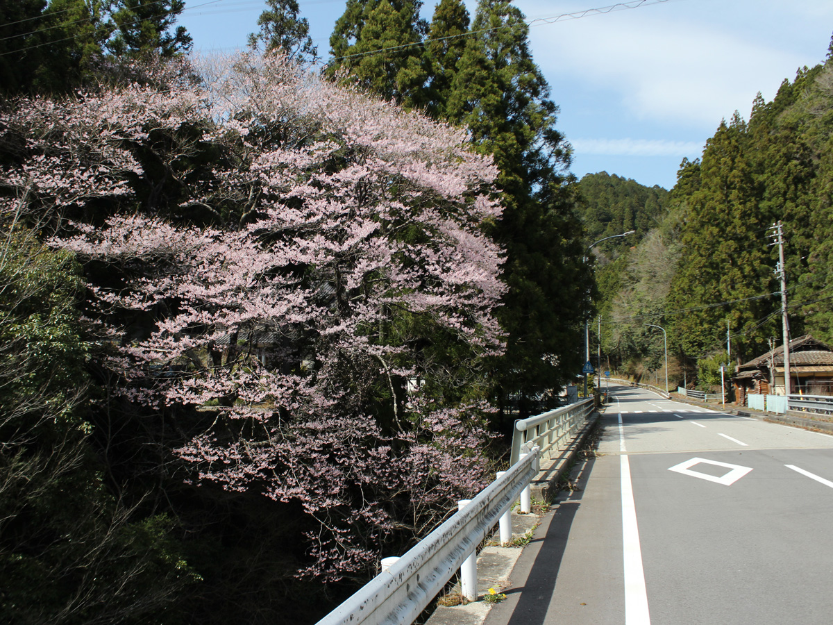 神田のエドヒガンザクラ