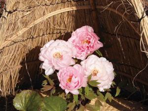 戏寒　德川园的冬季牡丹