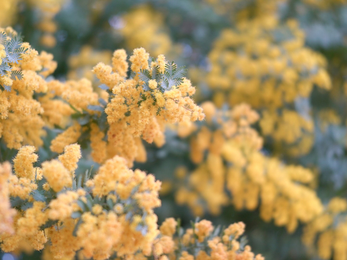 大府みどり公園