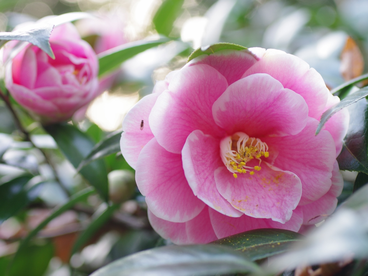庄内緑地グリーンプラザ