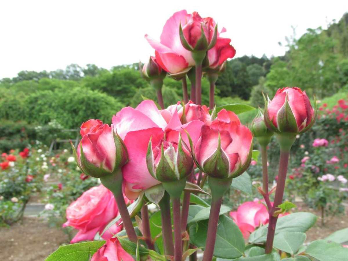 奥殿陣屋　バラまつり