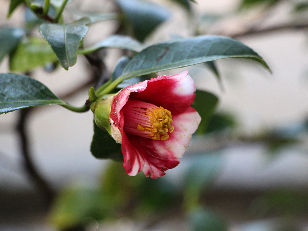 白鳥庭園　椿をあそぶ
