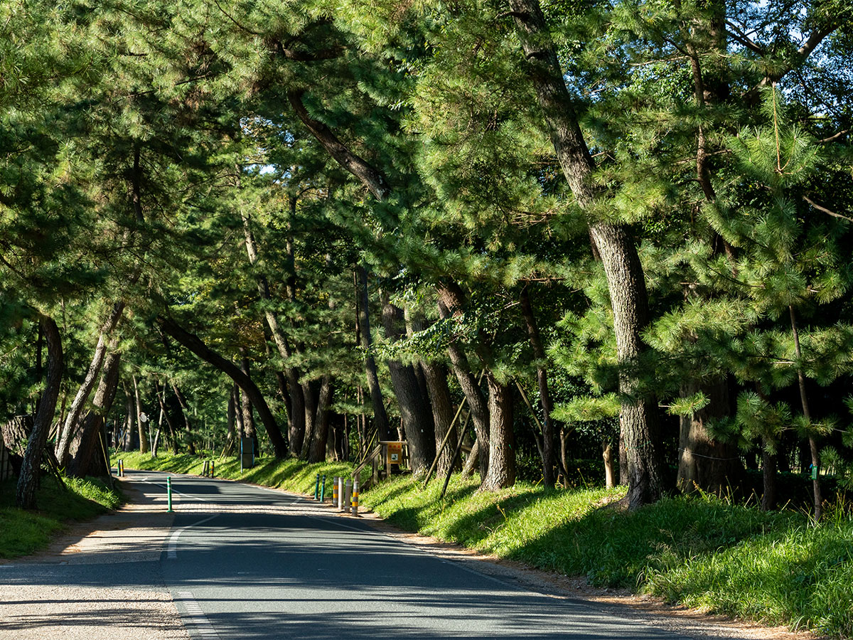 御油の松並木(赤坂～御油宿)