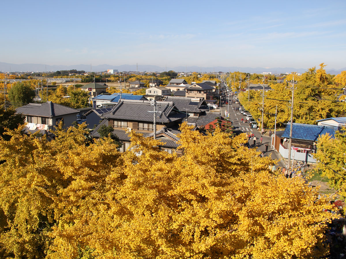 祖父江銀杏樹黄葉節