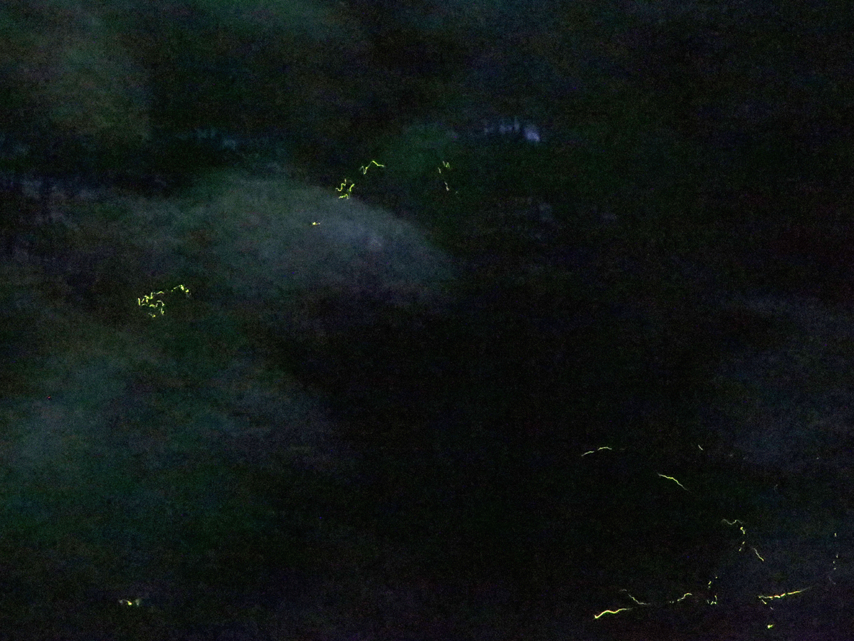 平原ゲンジボタルの里ホタル祭り