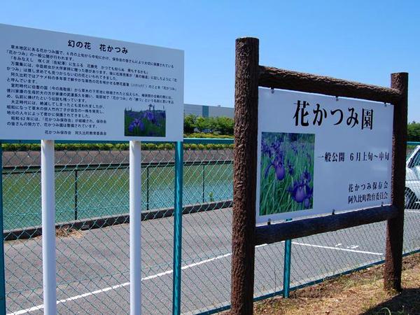 花かつみまつり