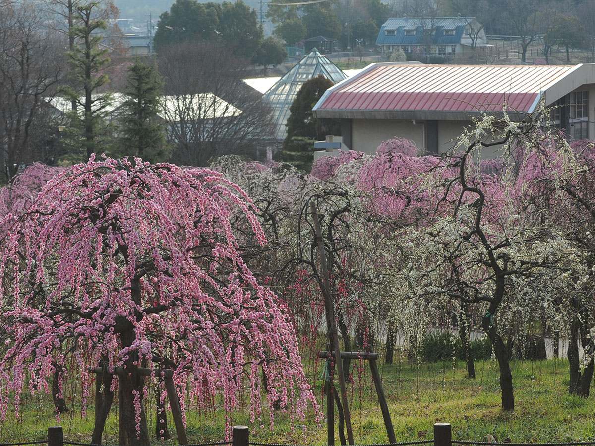 Nagoya City Agricultural Center Dela Farm