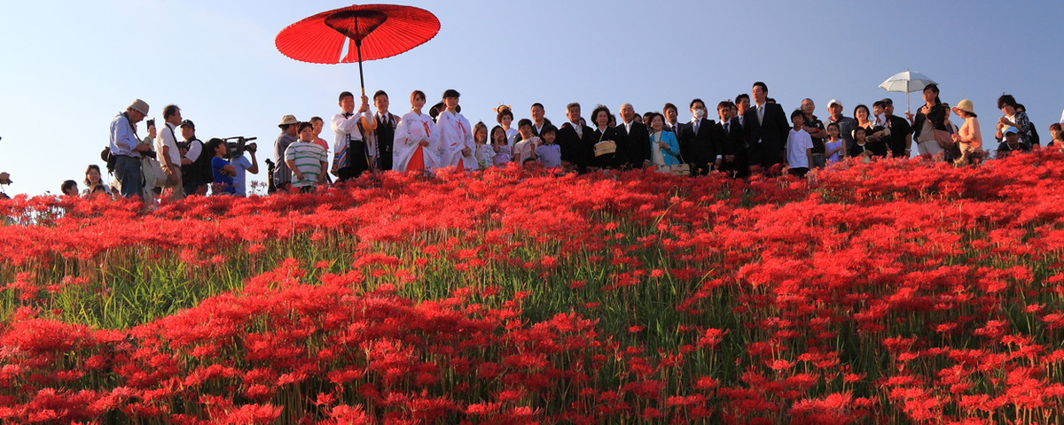 矢胜川（彼岸花）