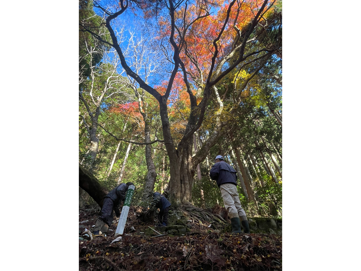 巨木に逢える町したら 天空の名木をめぐる旅