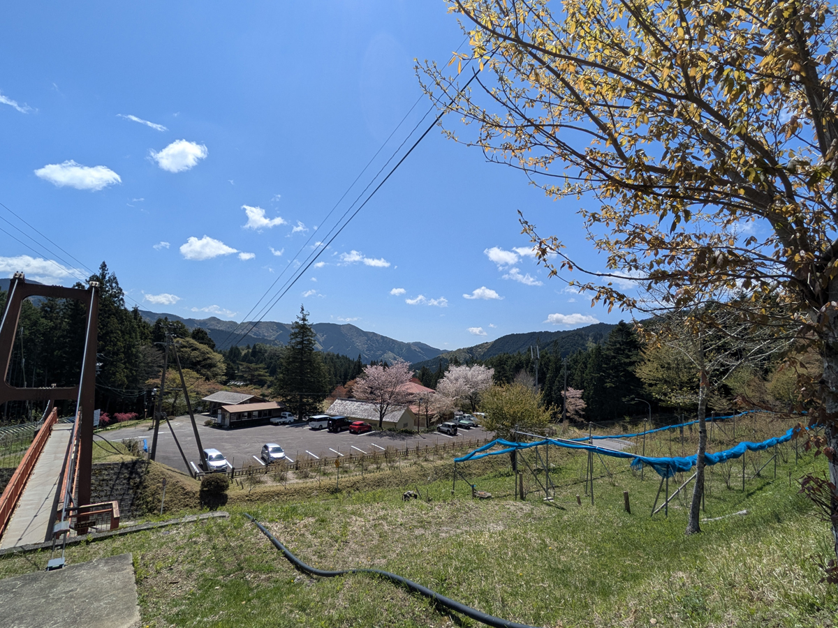 グリーンステージ花の木