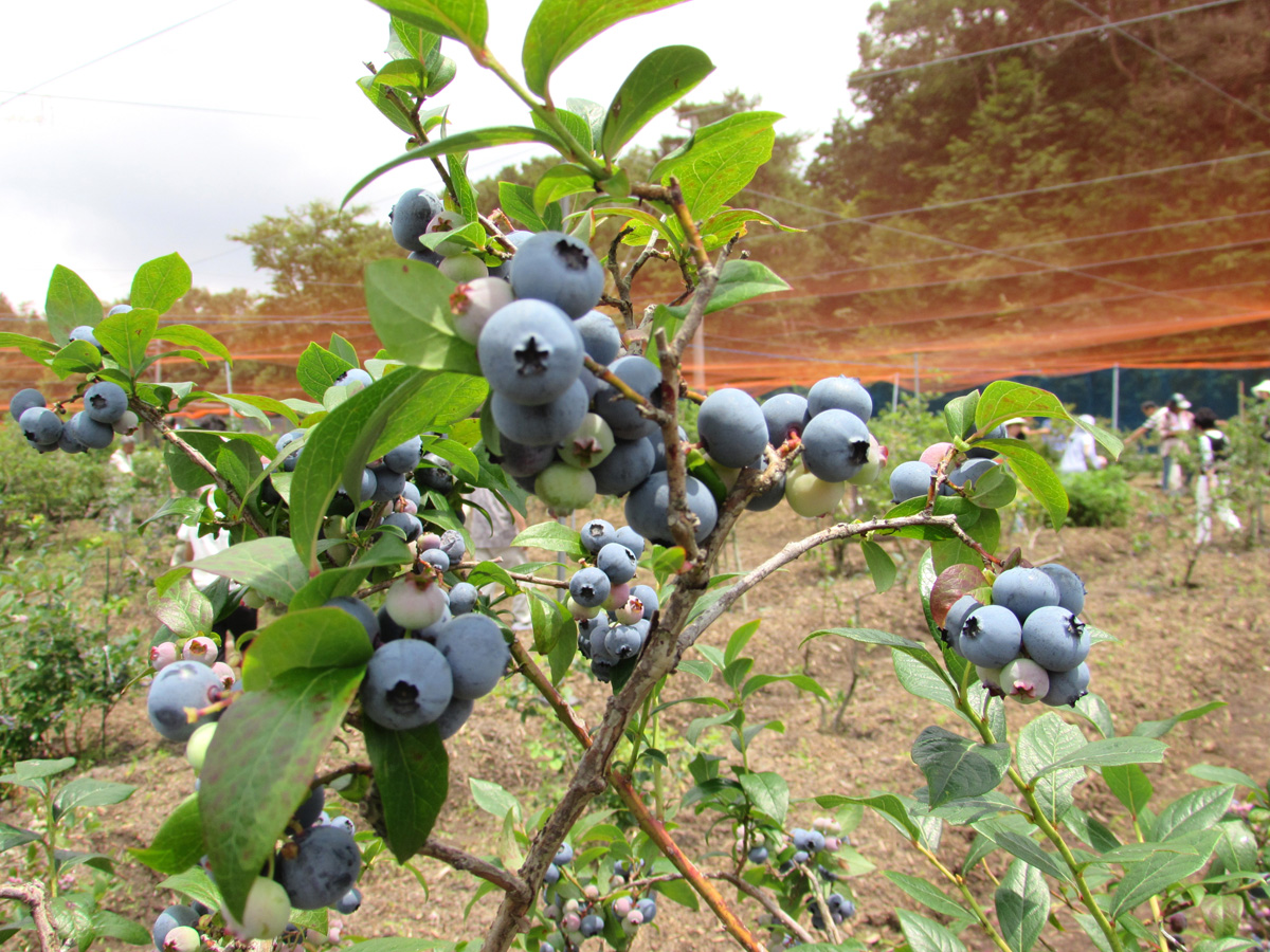 下山バークパーク ブルーベリー農園
