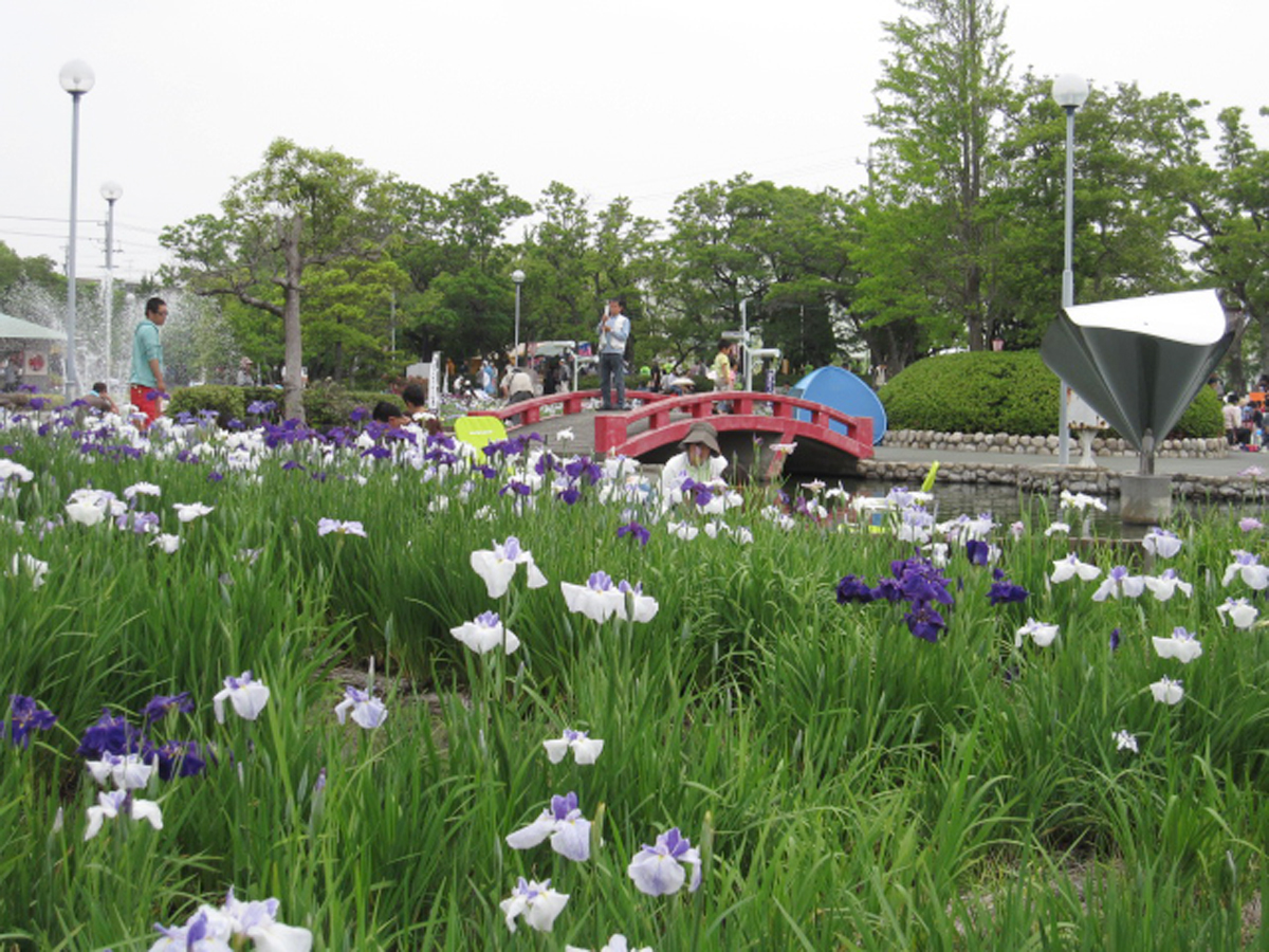 碧南市　花しょうぶまつり
