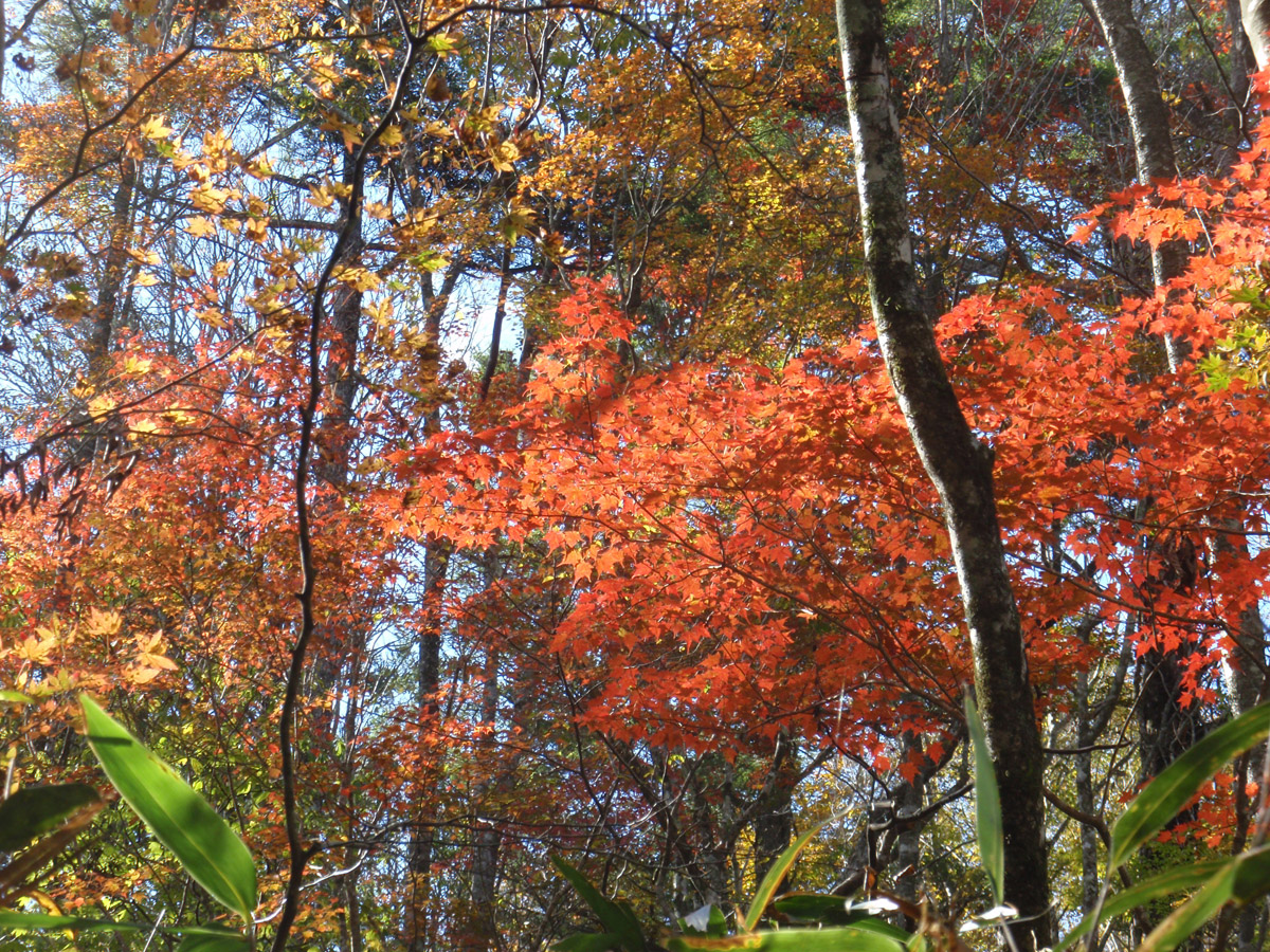 段戸裏谷原生林(きららの森)