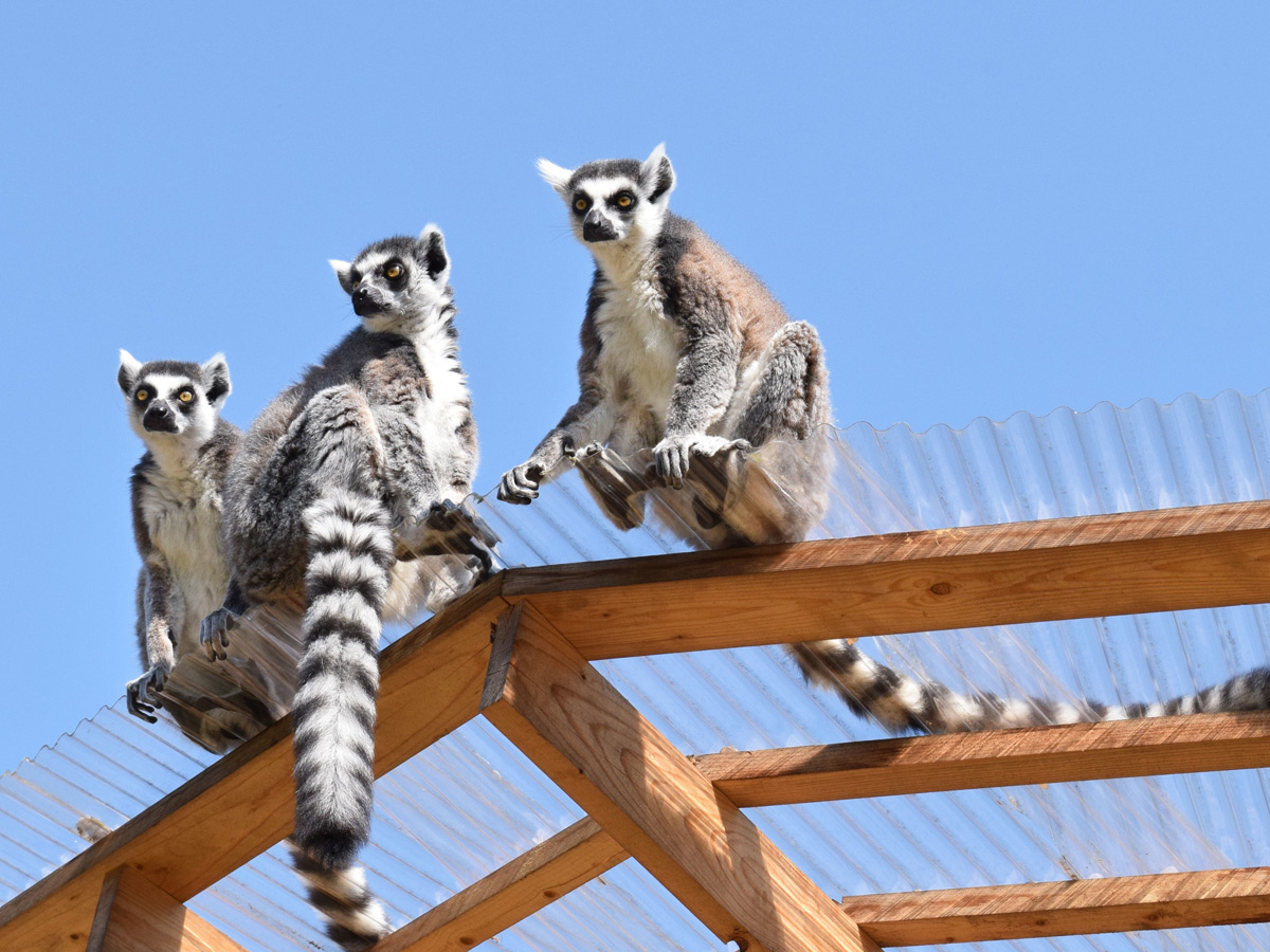 日本モンキーセンター