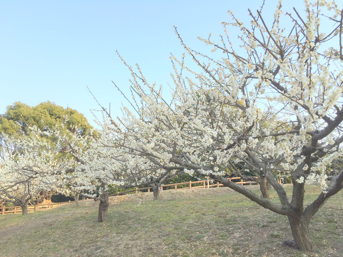 เทศกาลดอกบ๊วยที่สระโซริ ครั้งที่ 35 และครบรอบ 55 ปี แห่งการก่อตั้งเมืองชิตะ