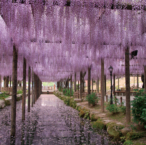 天王川公园（紫藤节）