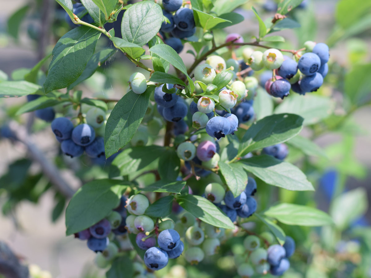 グリーンステージ花の木農園