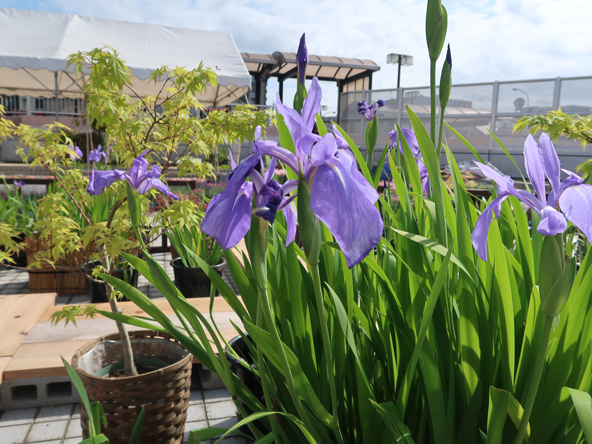 珍種かきつばたまつり