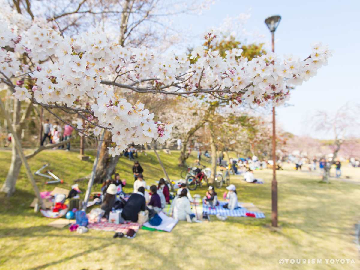 Suigen Park Cherry Blossom Festival
