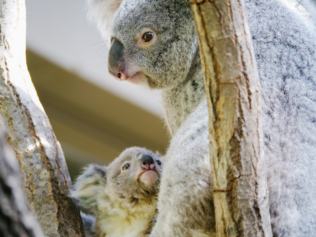 名古屋東山動植物園