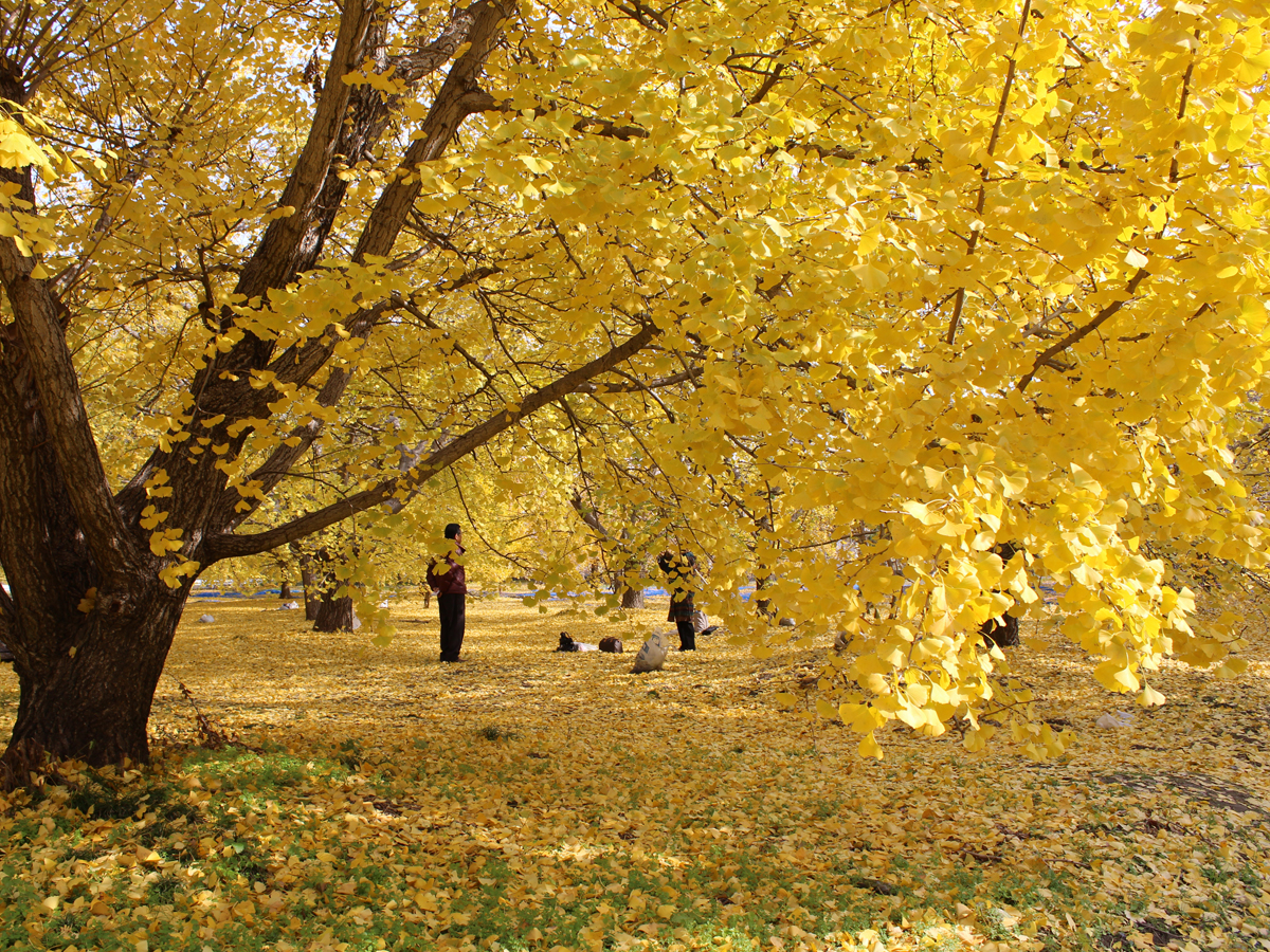 そぶえイチョウ黄葉まつり