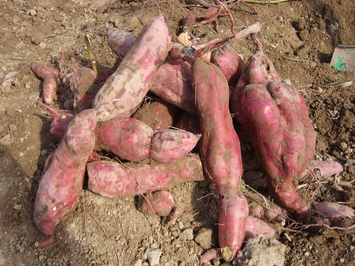 小脇公園いも掘りさつまいも