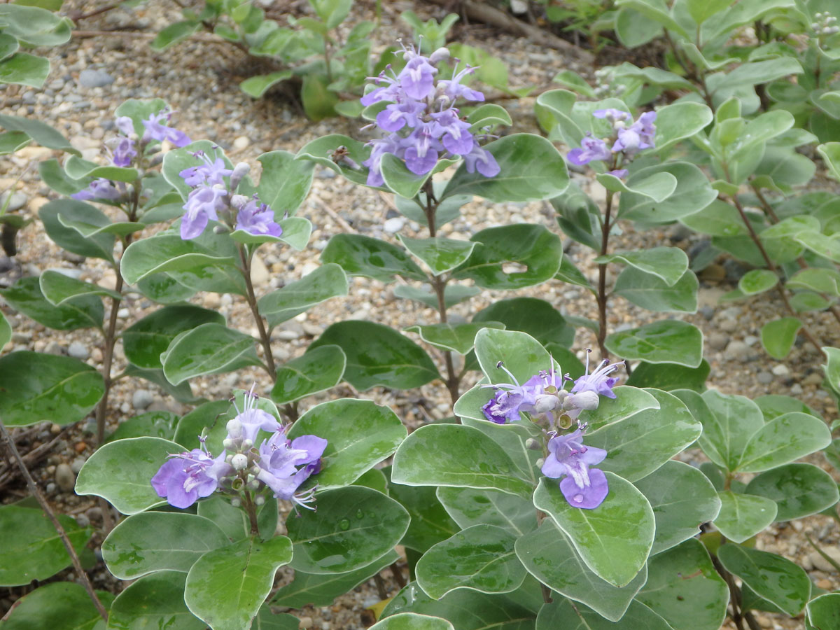 伊良湖　Salala Park