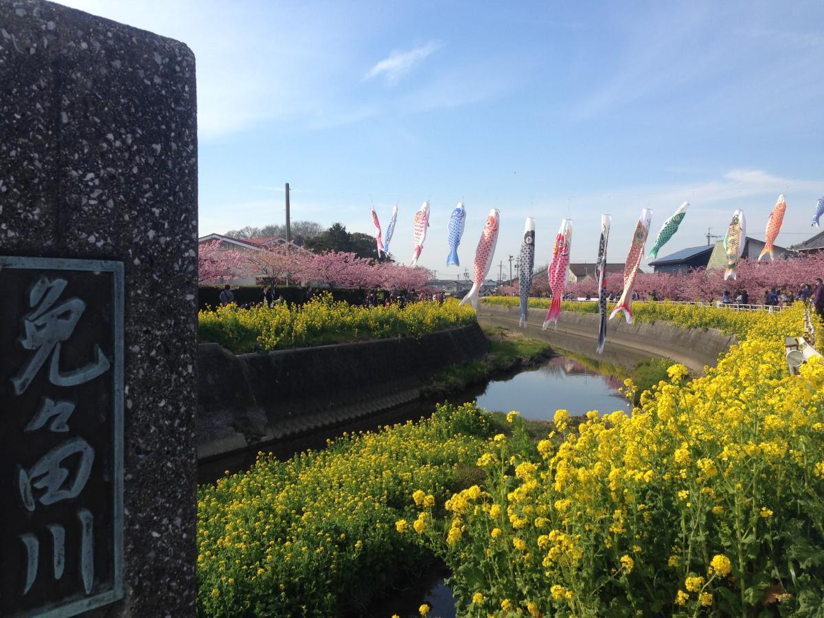 免々田川油菜花和樱花节