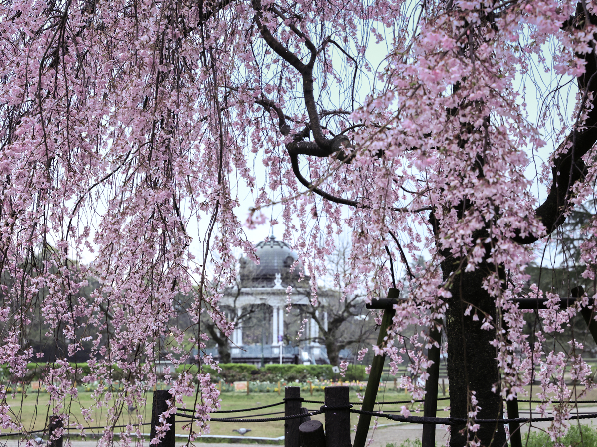 鶴舞公園の桜