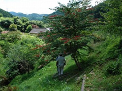 伊藤（実）農園