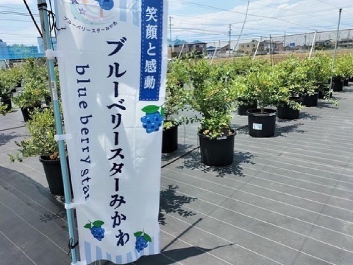 ブルーベリースターみかわ