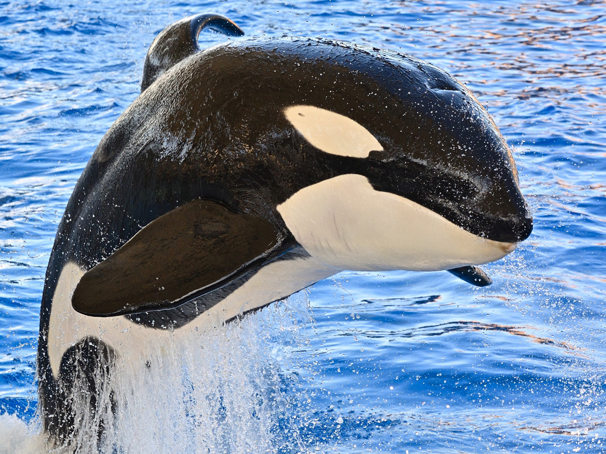 夏季夜间水族馆