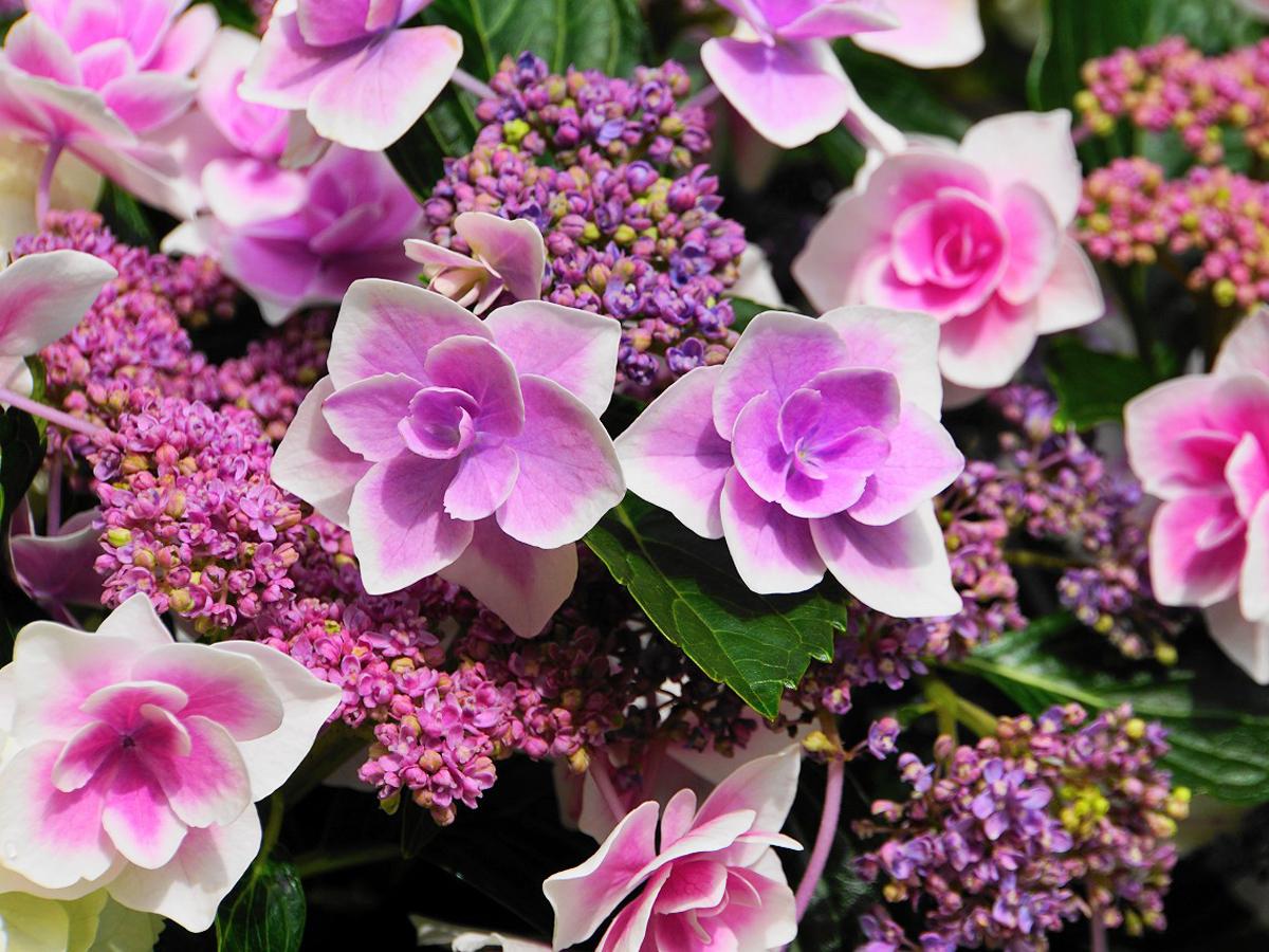 白鳥庭園　紫陽花茶会