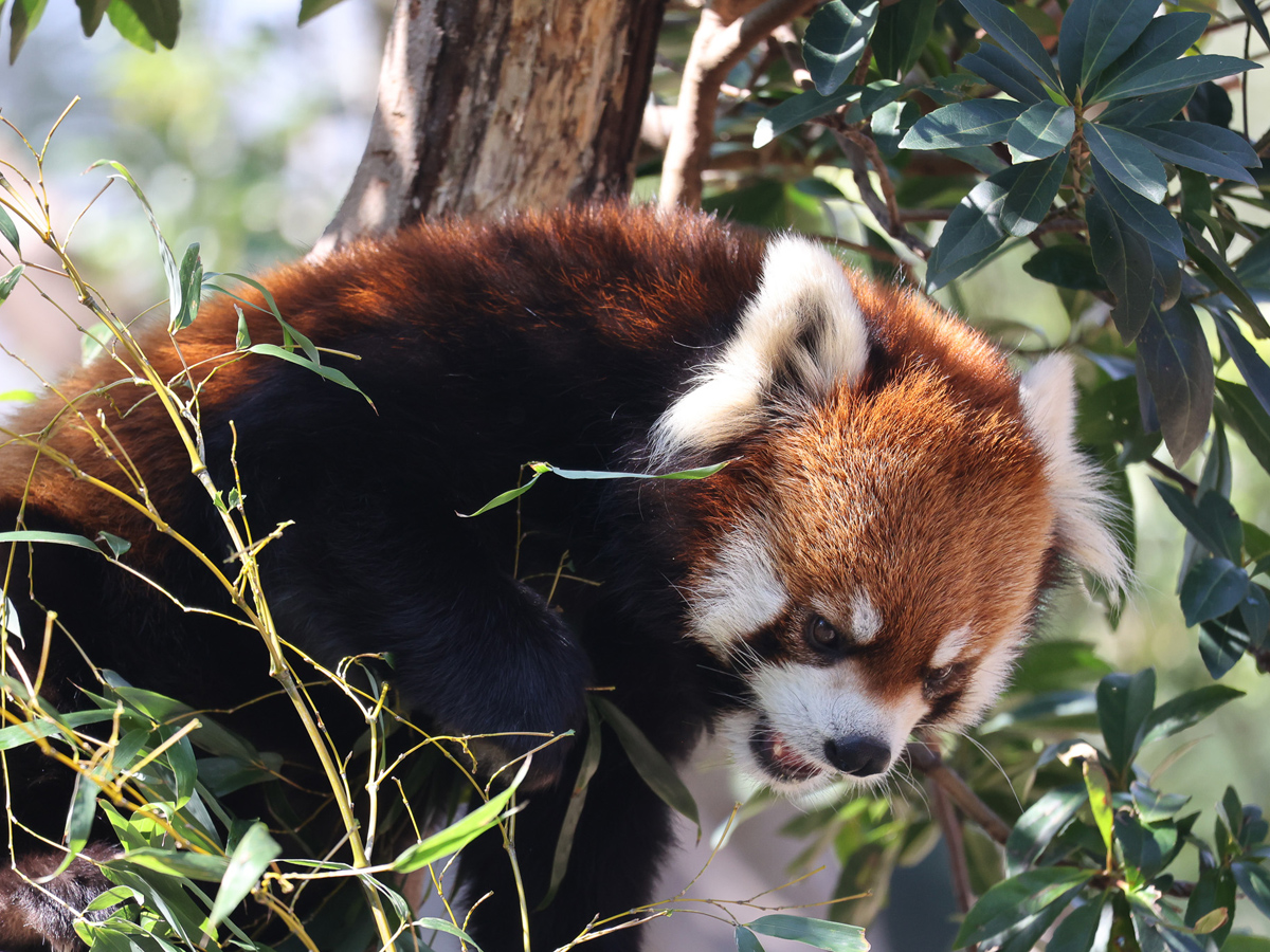 Toyohashi Zoo & Botanical Park (Non Hoi Park)