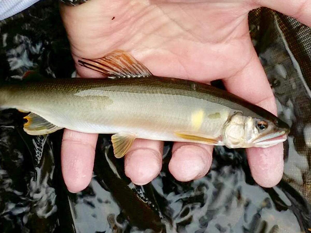 ทสึทะ โนะ ฟูชิ